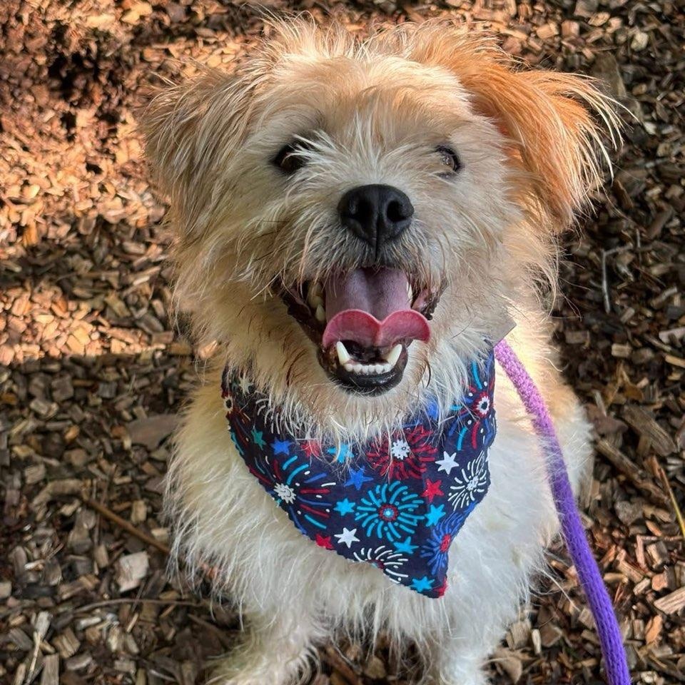 Happy (ID 47049/1850), Adult Male Jack Russell Terrier