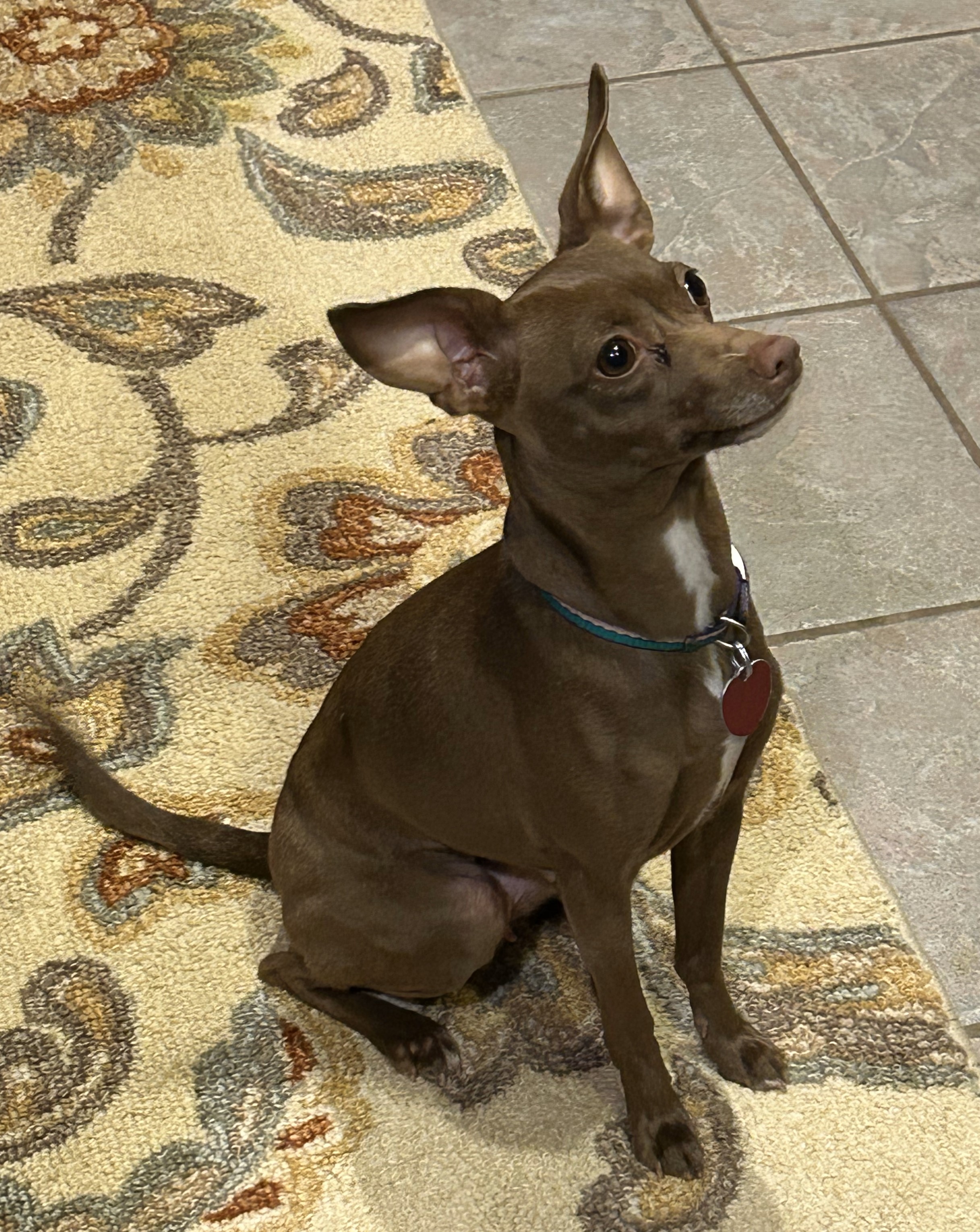 Mocha--ADOPTION PENDING, Adopted, Adult Female Italian Greyhound & Chihuahua.