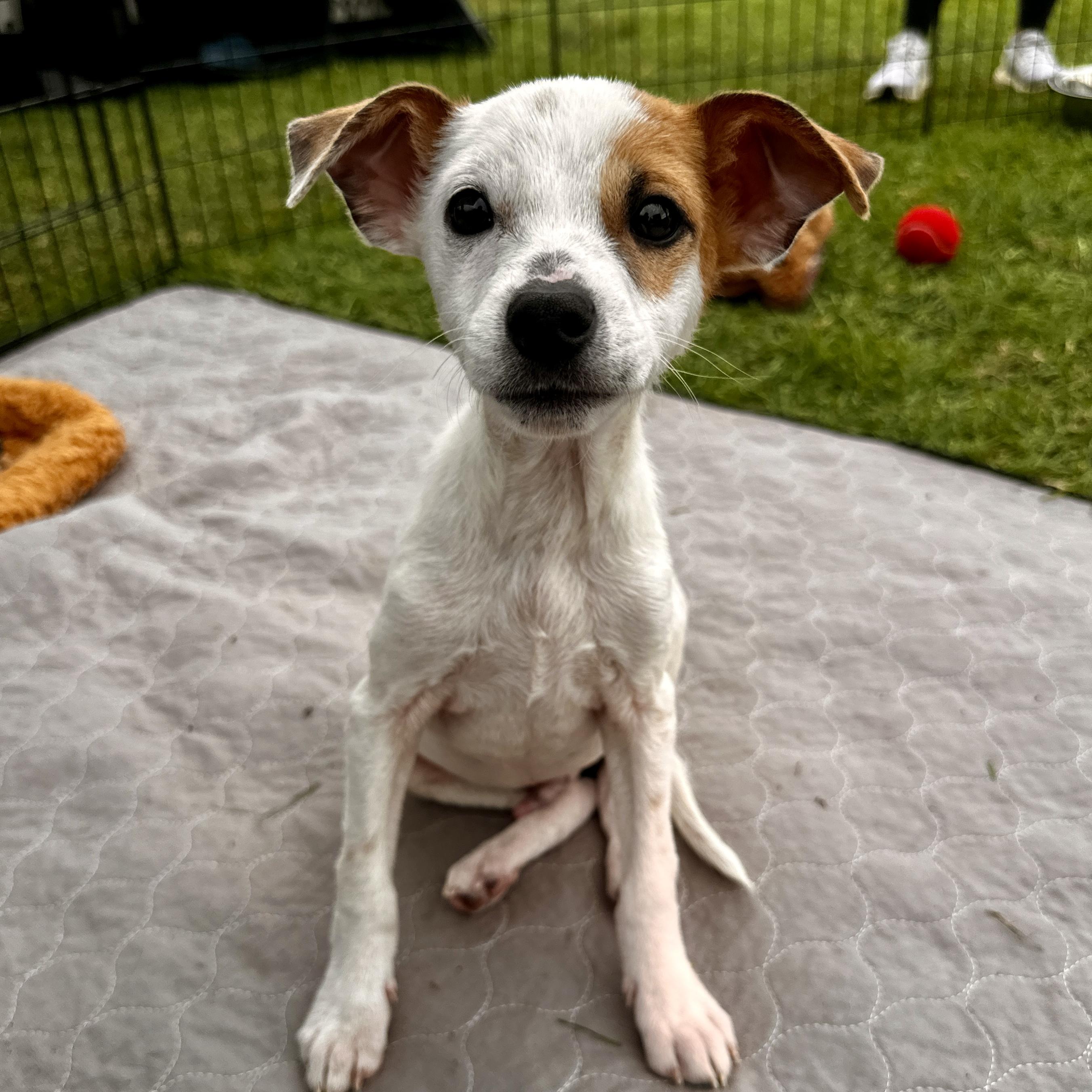Morris, Adoptable, Puppy Male Jack Russell Terrier & Mixed Breed.
