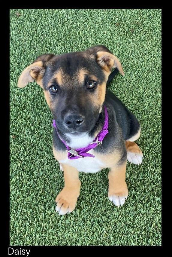 Enlarge Daisy, a Adopted mixed breed in Chino Valley, AZ image 1/1