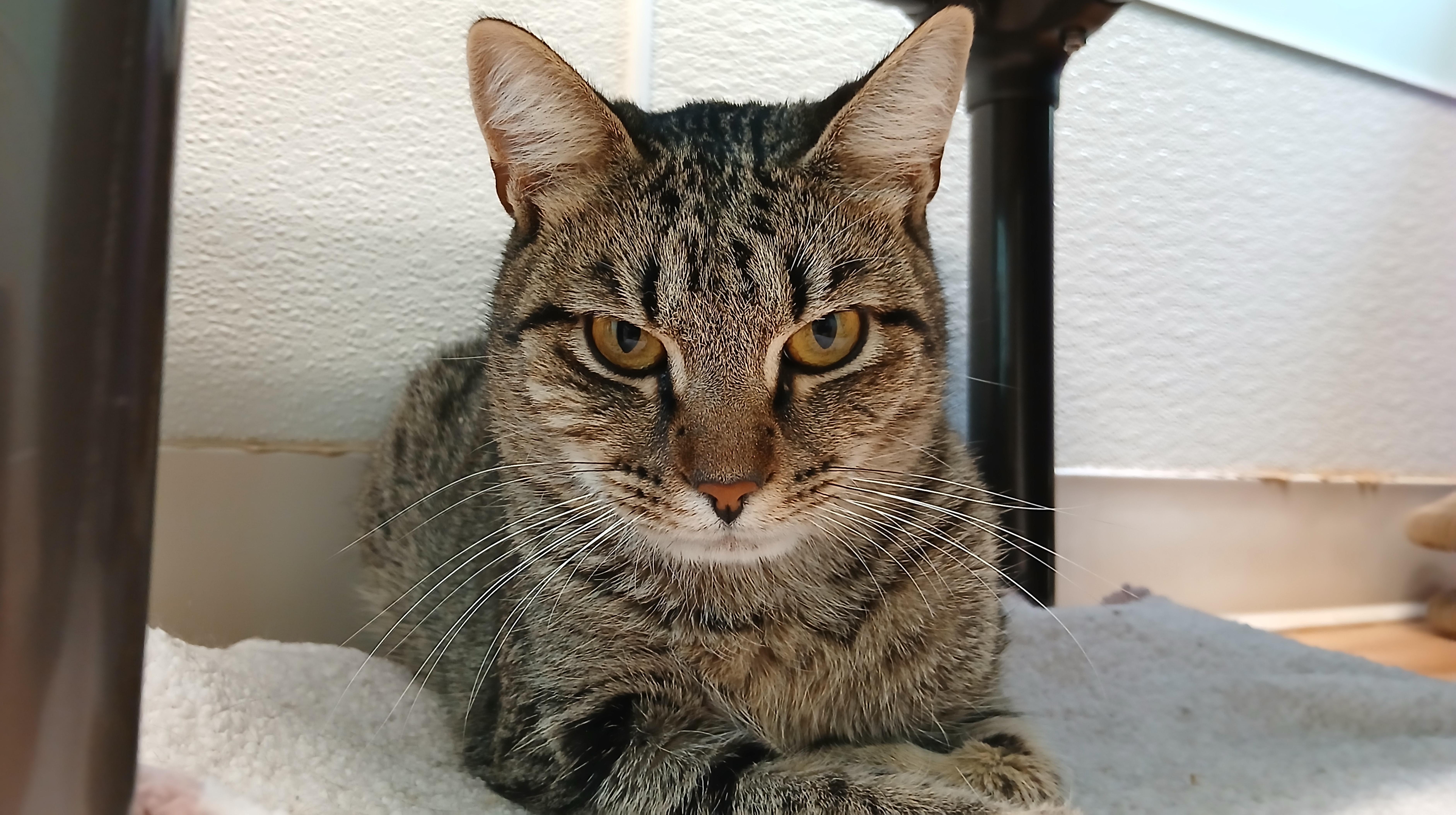Enlarge Greyson, a Adoptable Domestic Short Hair in Cullowhee, NC image 1/5