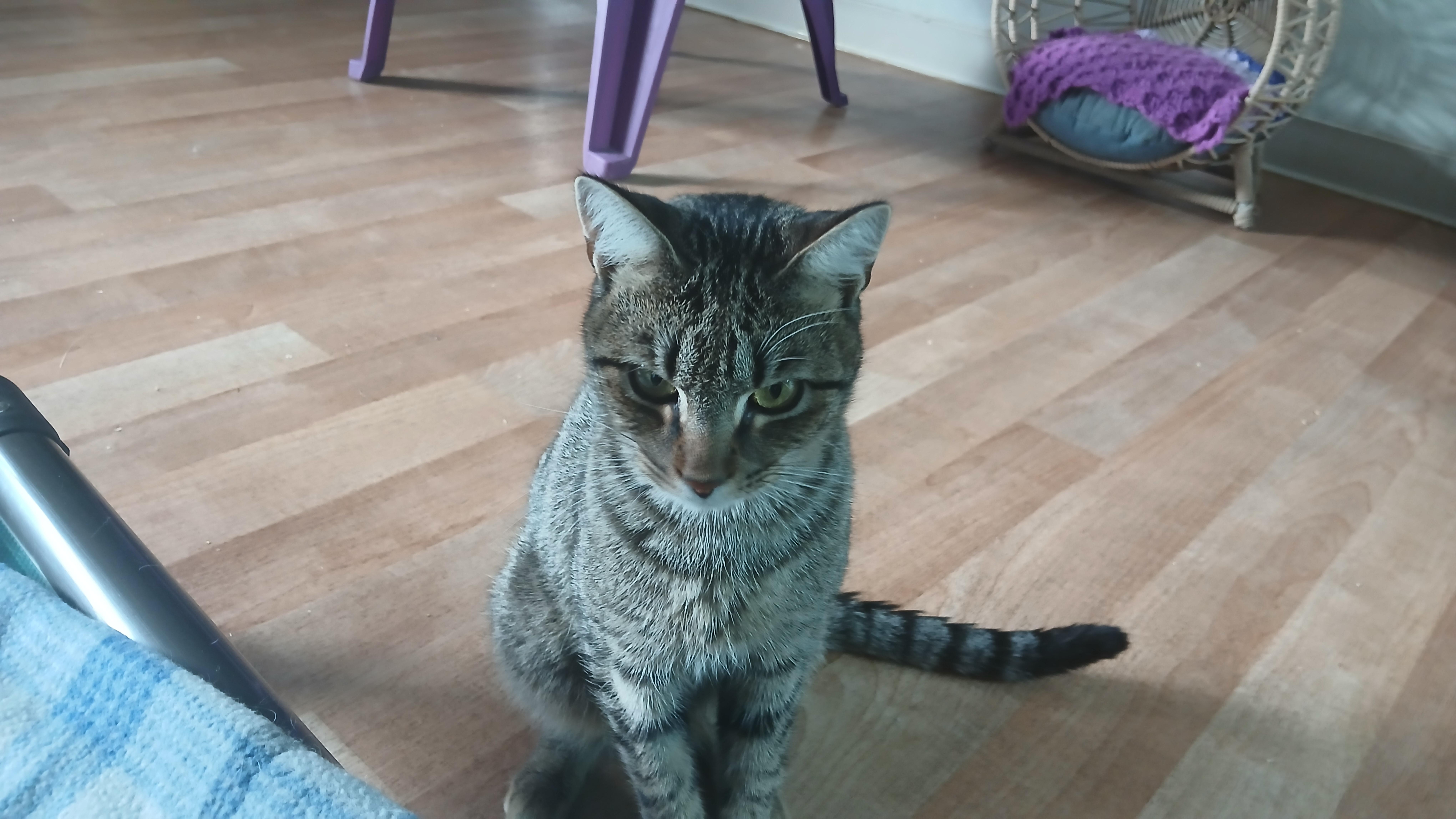 Enlarge Greyson, a Adoptable Domestic Short Hair in Cullowhee, NC image 5/5