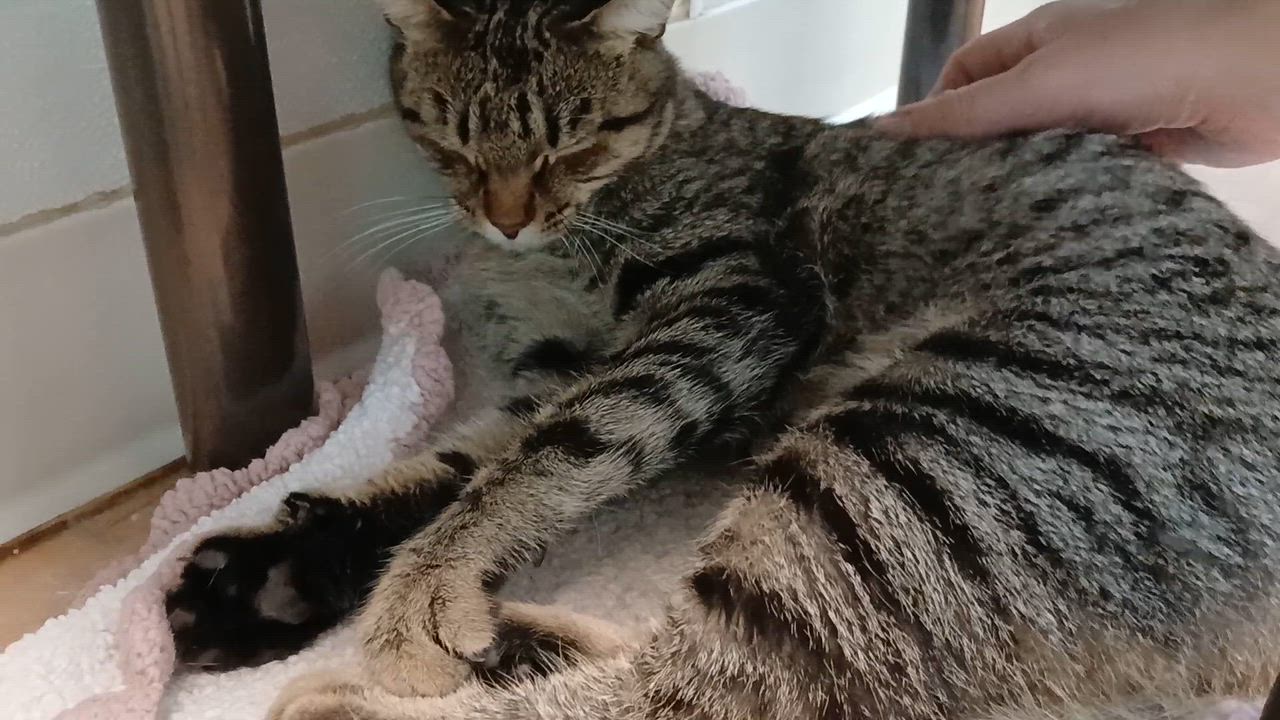 Enlarge Greyson, a Adoptable Domestic Short Hair in Cullowhee, NC video 4/5