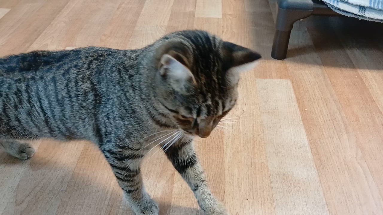Enlarge Greyson, a Adoptable Domestic Short Hair in Cullowhee, NC video 2/5