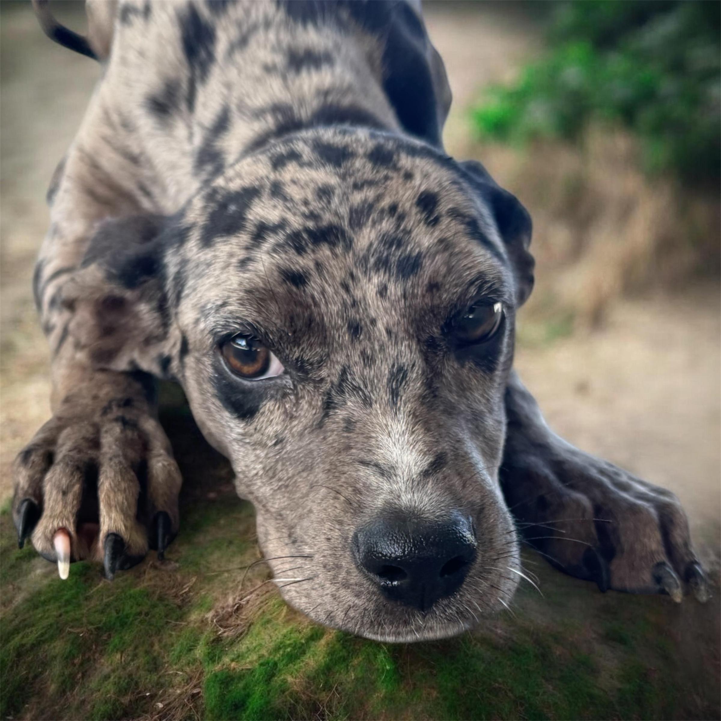 Fredrika, ADOPTABLE, Young Female Mixed Breed.