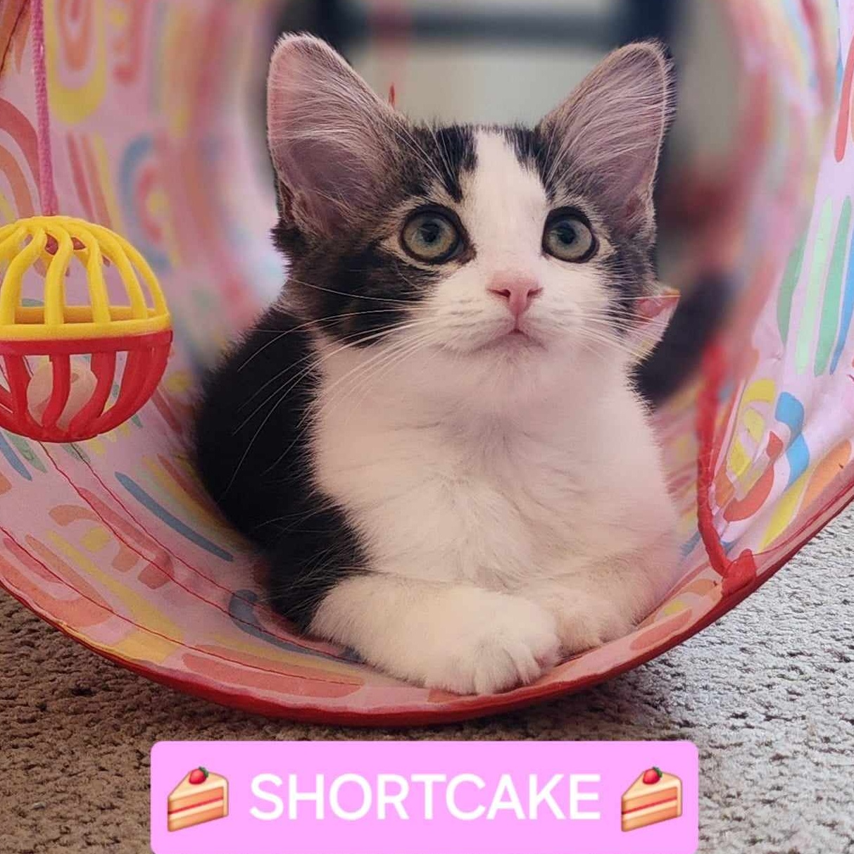 Cat for adoption Shortcake, a Domestic Long Hair & Domestic
