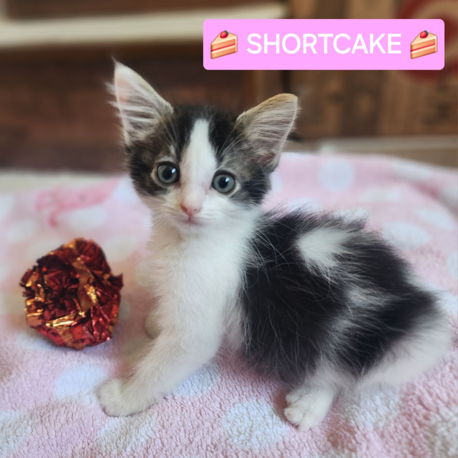 Cat for adoption Shortcake, a Domestic Long Hair & Domestic