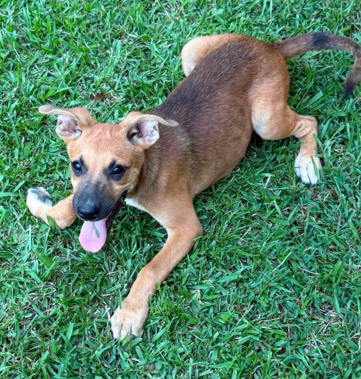Aston, a ADOPTABLE Mixed Breed in Northwood, NH image 3/3