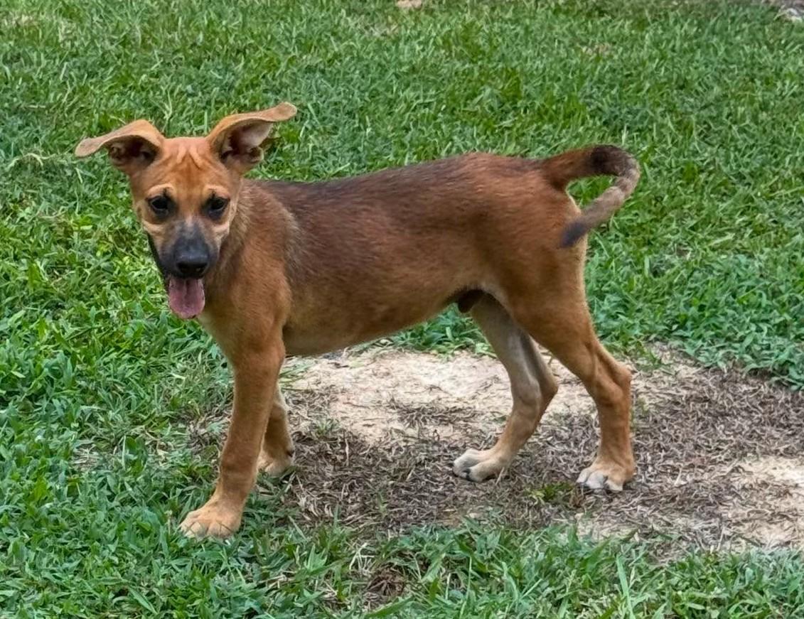 Aston, a ADOPTABLE Mixed Breed in Northwood, NH image 2/3