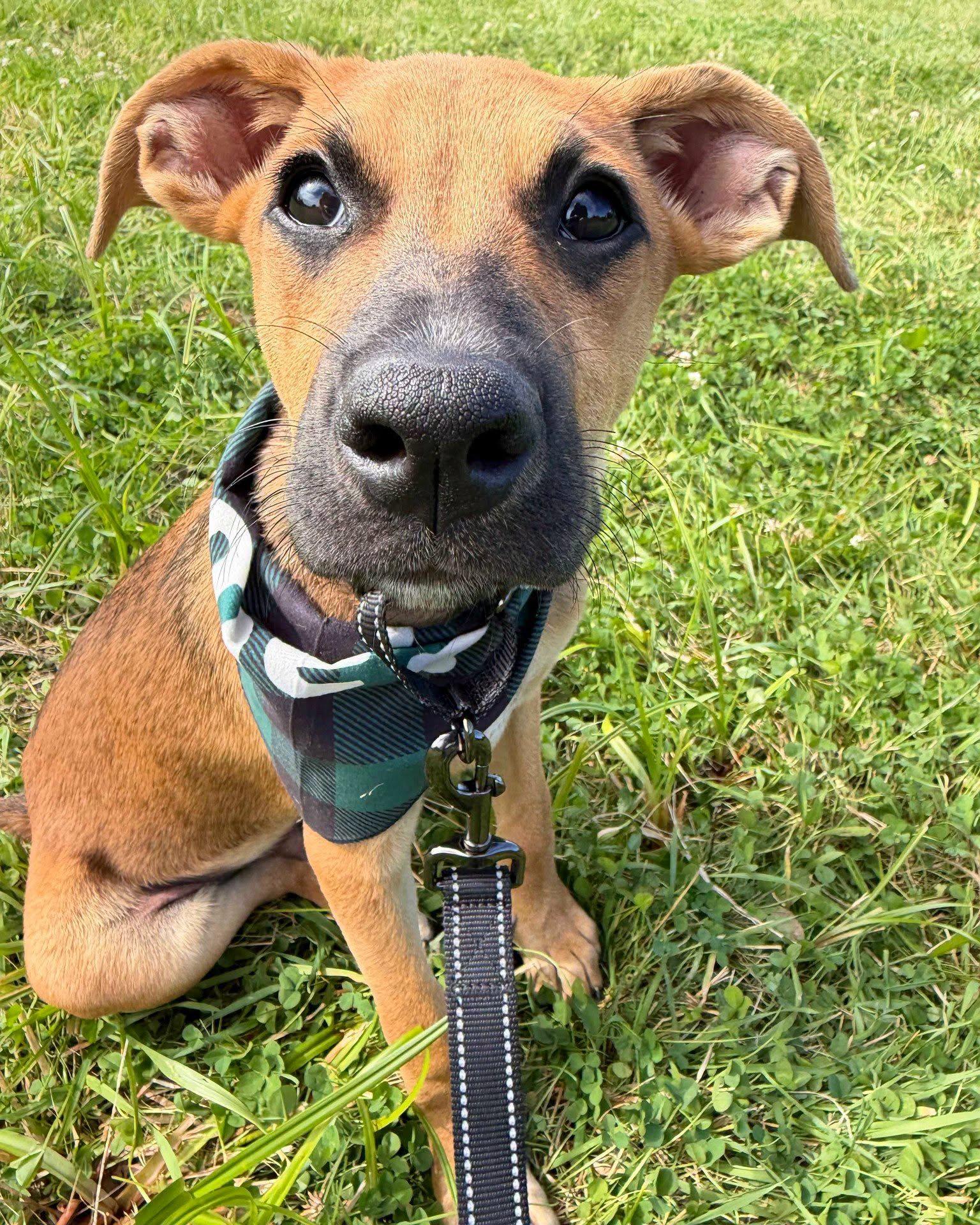 Aston HERE IN NH, Adoptable, Puppy Male Mixed Breed.