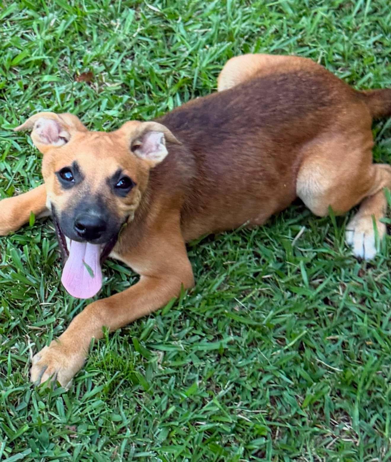 Aston, ADOPTABLE, Puppy Male Mixed Breed.
