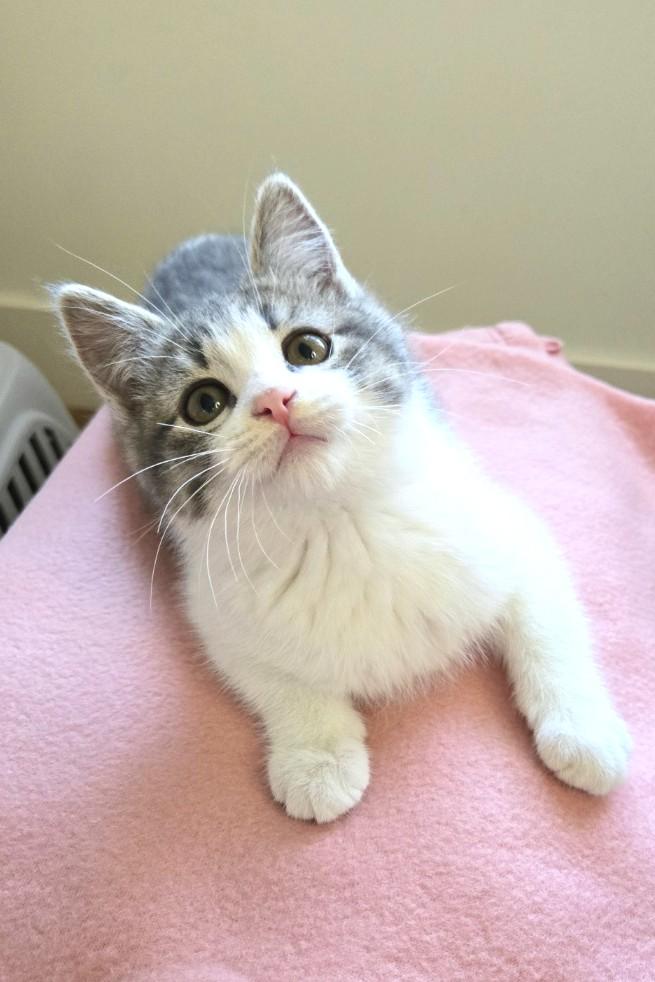 Sony, an adopted Domestic Short Hair in Orange, CA image 1/6