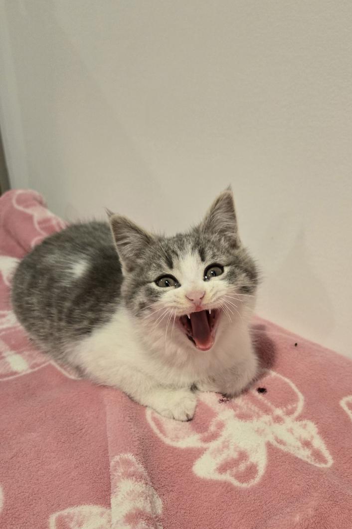 Sony, an adopted Domestic Short Hair in Orange, CA image 4/6