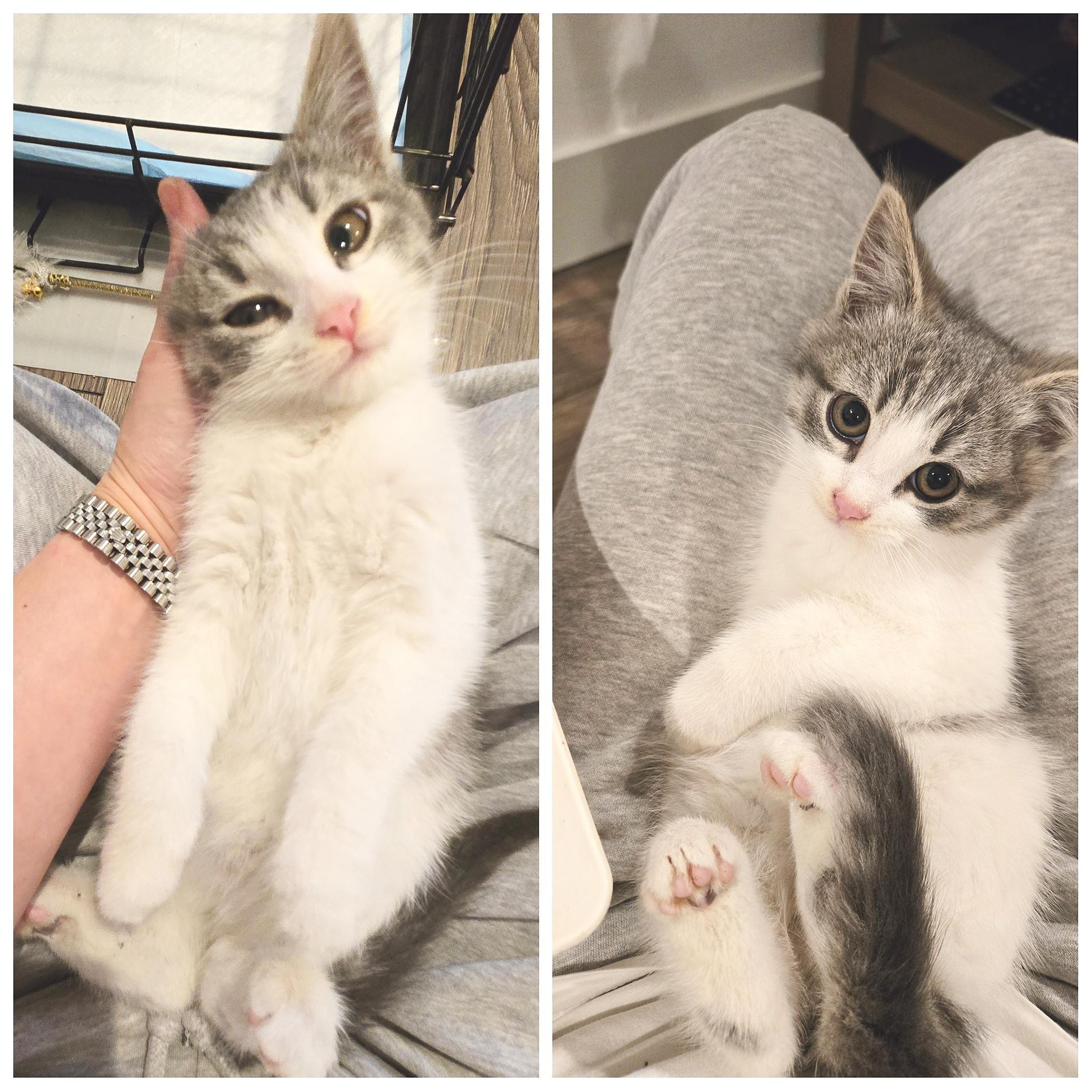 Sony, an adopted Domestic Short Hair in Orange, CA image 3/6