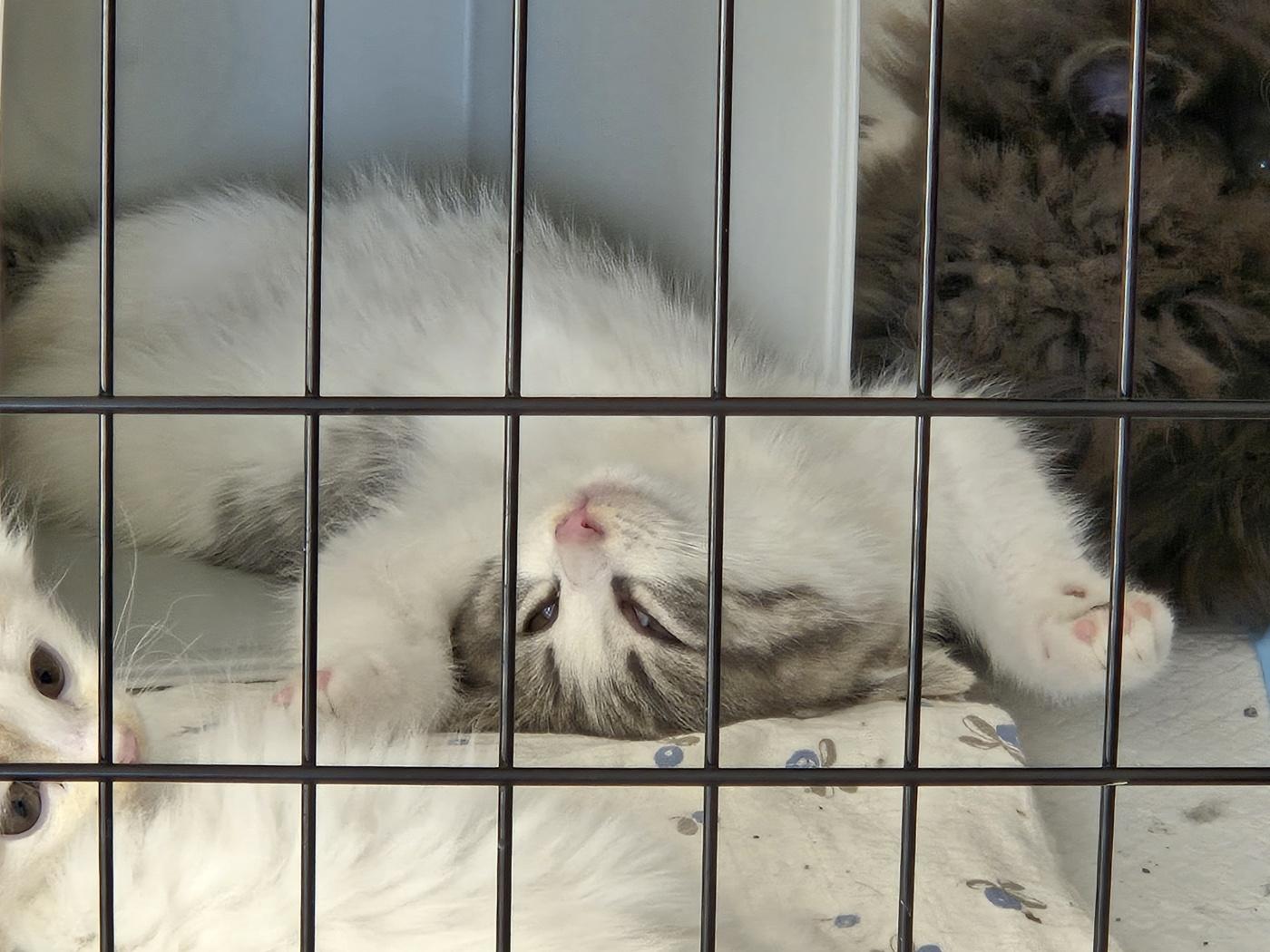 Sony, an adopted Domestic Short Hair in Orange, CA image 5/6