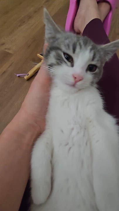 Enlarge Sony, an adopted Domestic Short Hair in Orange, CA video 6/6