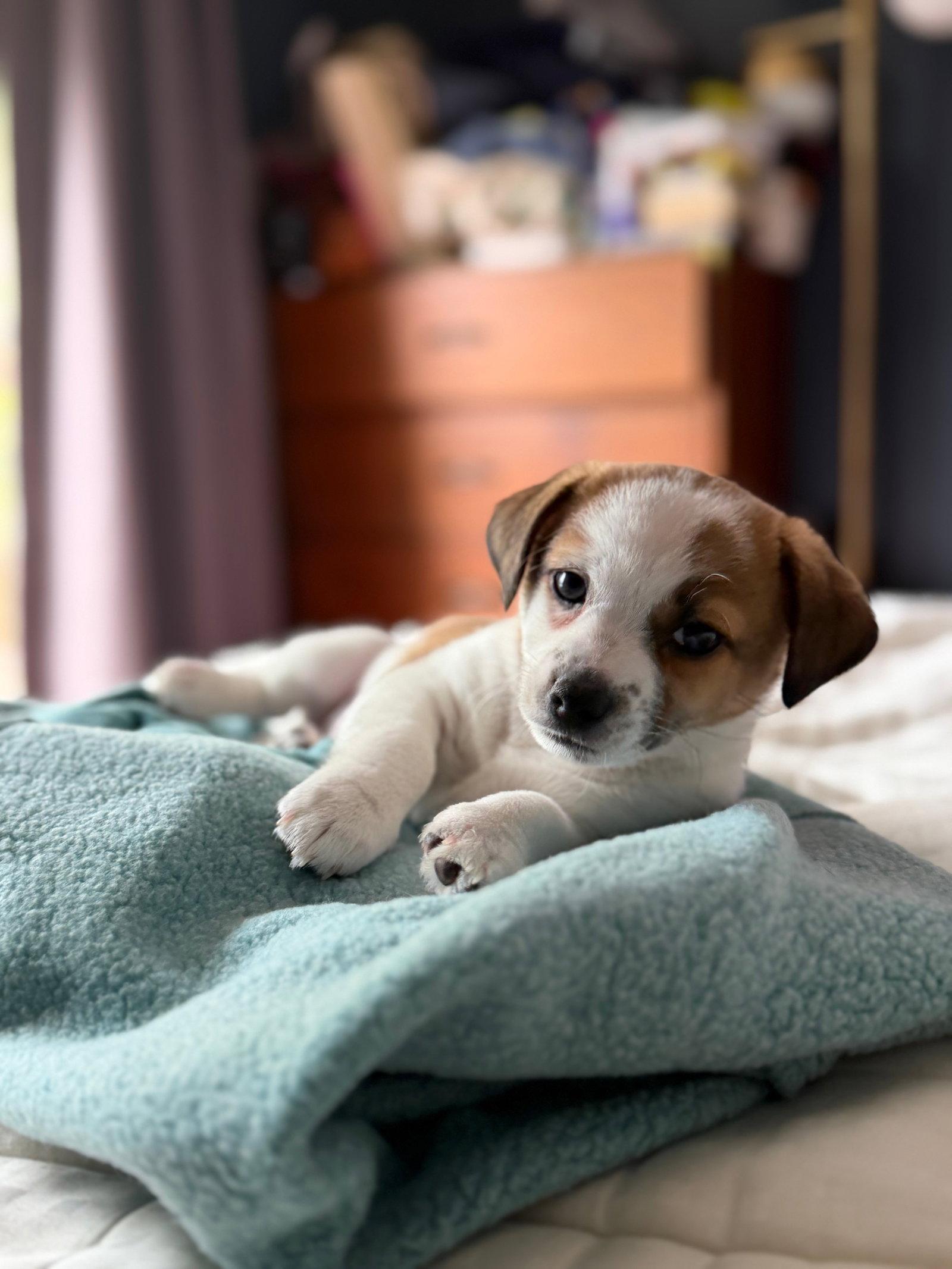 Bud, Adopted, Young Male Chihuahua & Terrier.
