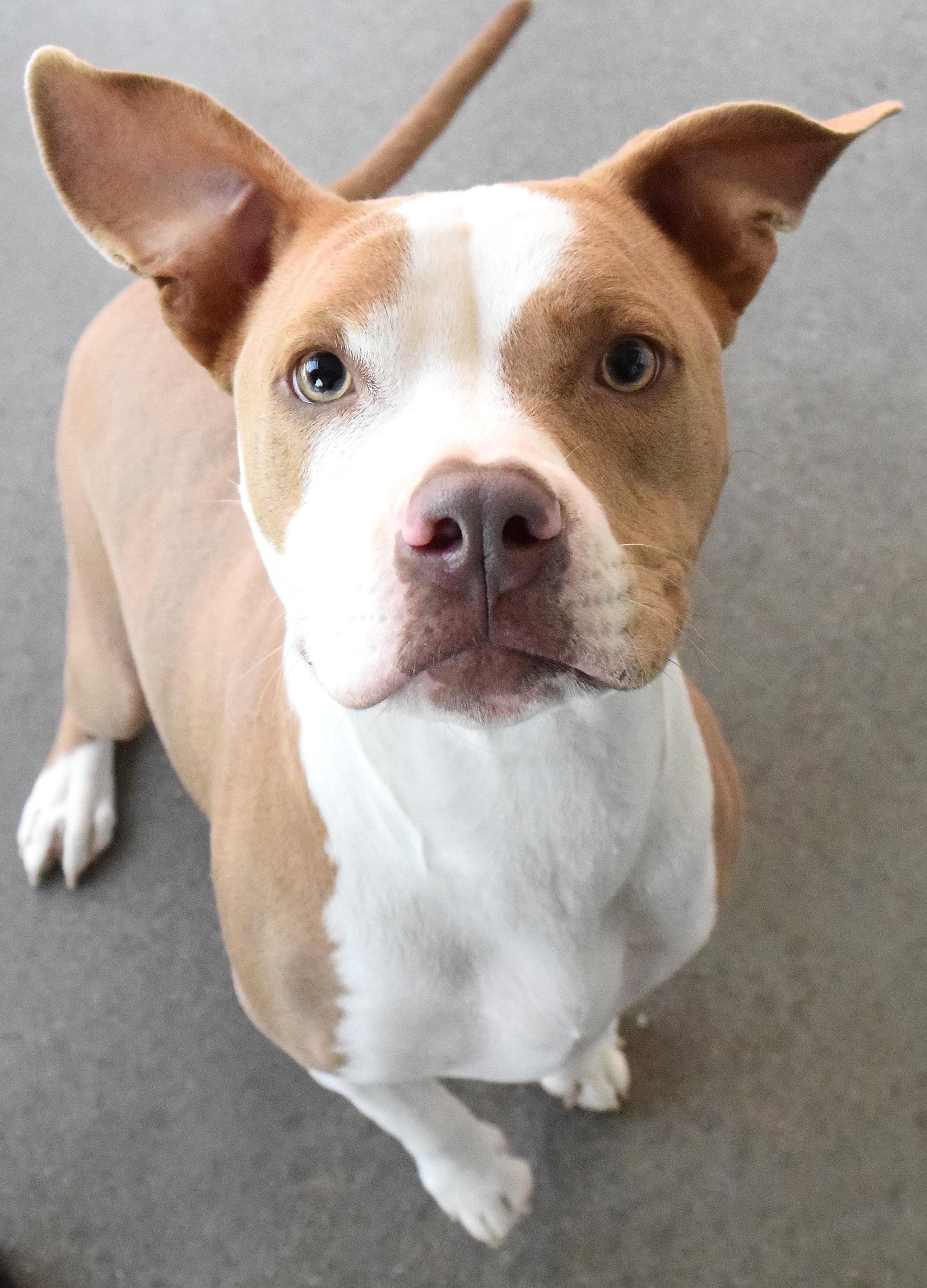 21645, ADOPTABLE, Adult Male Pit Bull Terrier.