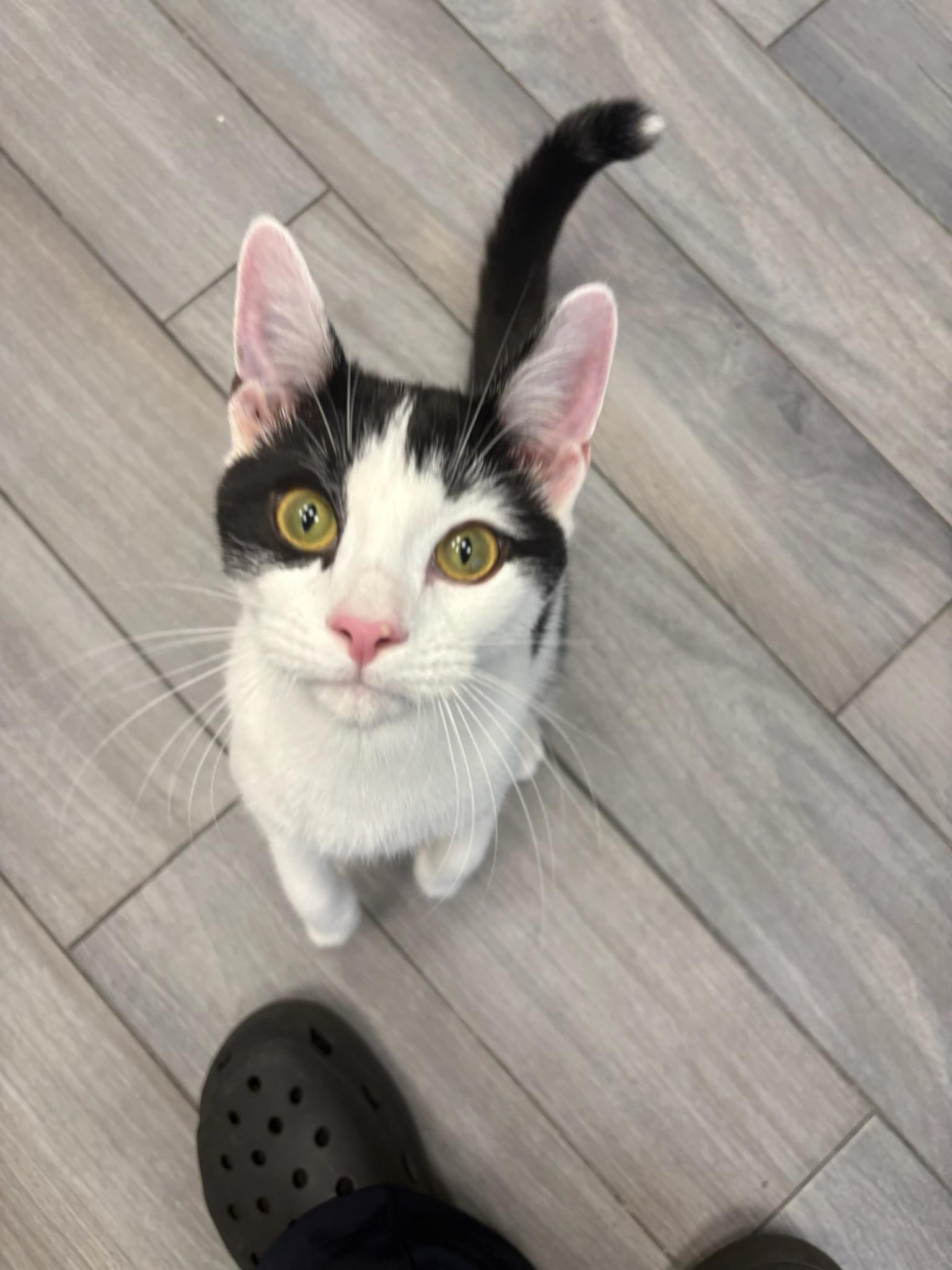 Enlarge Jalapeño (M) & Poblano (F), an adopted Domestic Short Hair in staten island, NY image 2/6