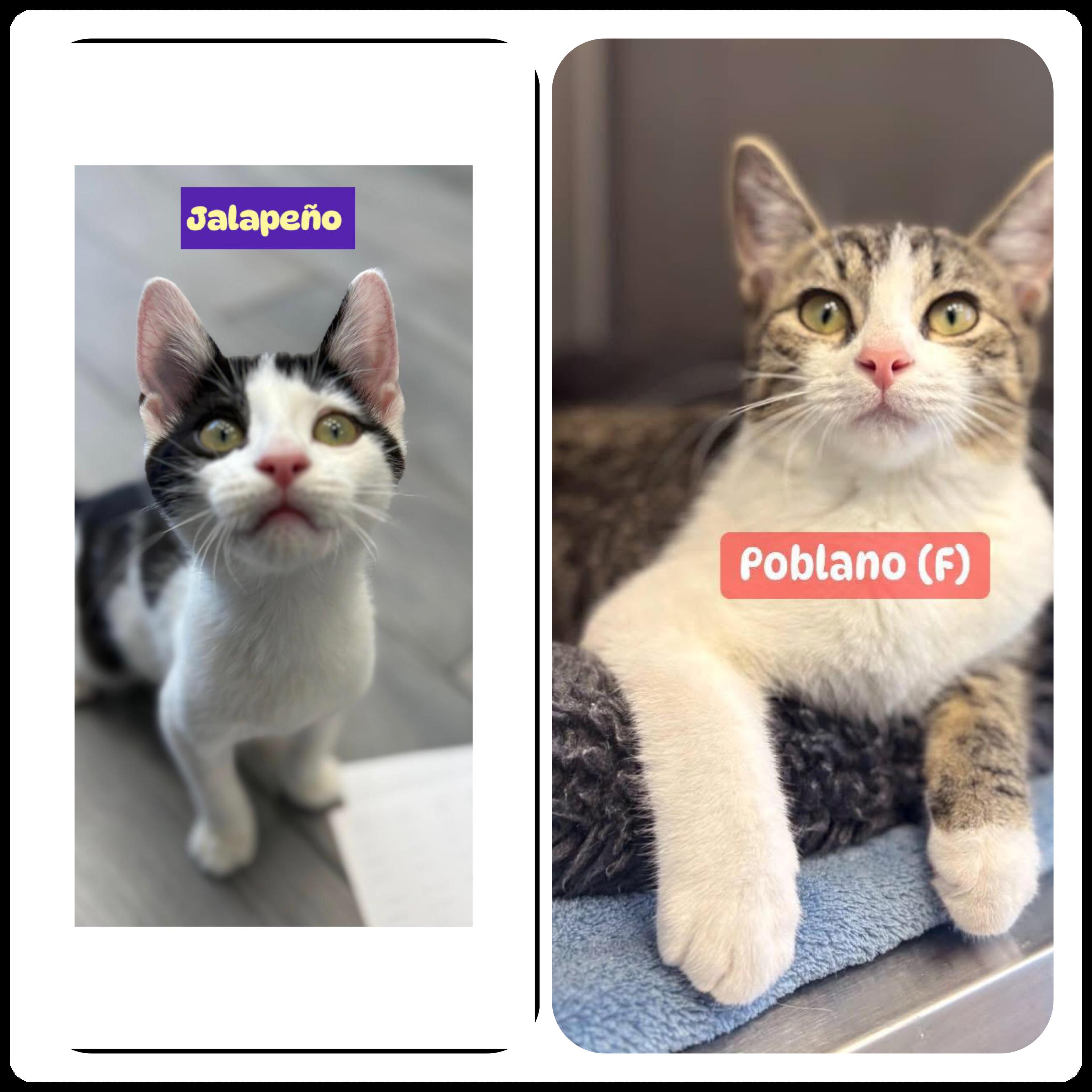 Jalapeño (M) & Poblano (F), adopted, Kitten Female Domestic Short Hair.