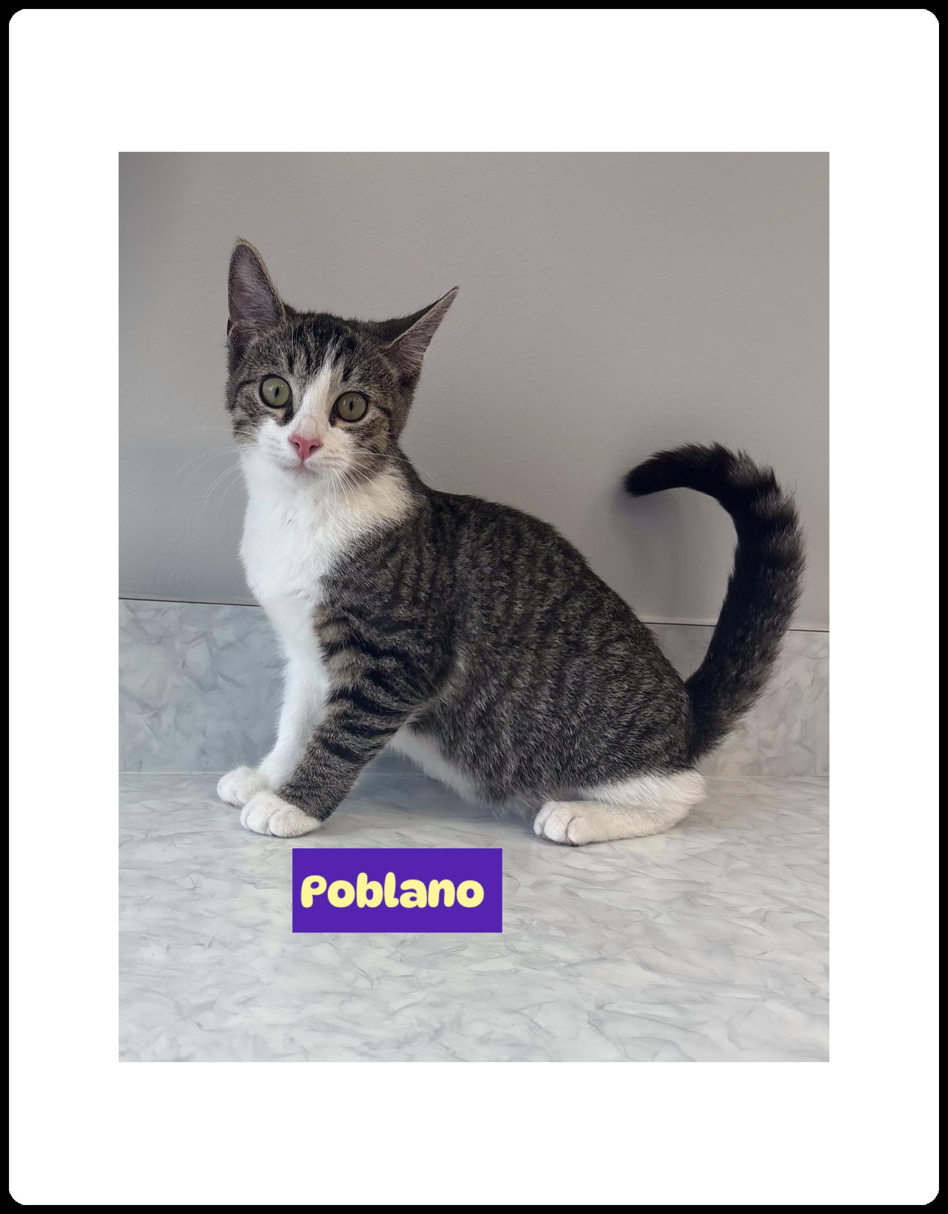 Jalapeño (M) & Poblano (F)