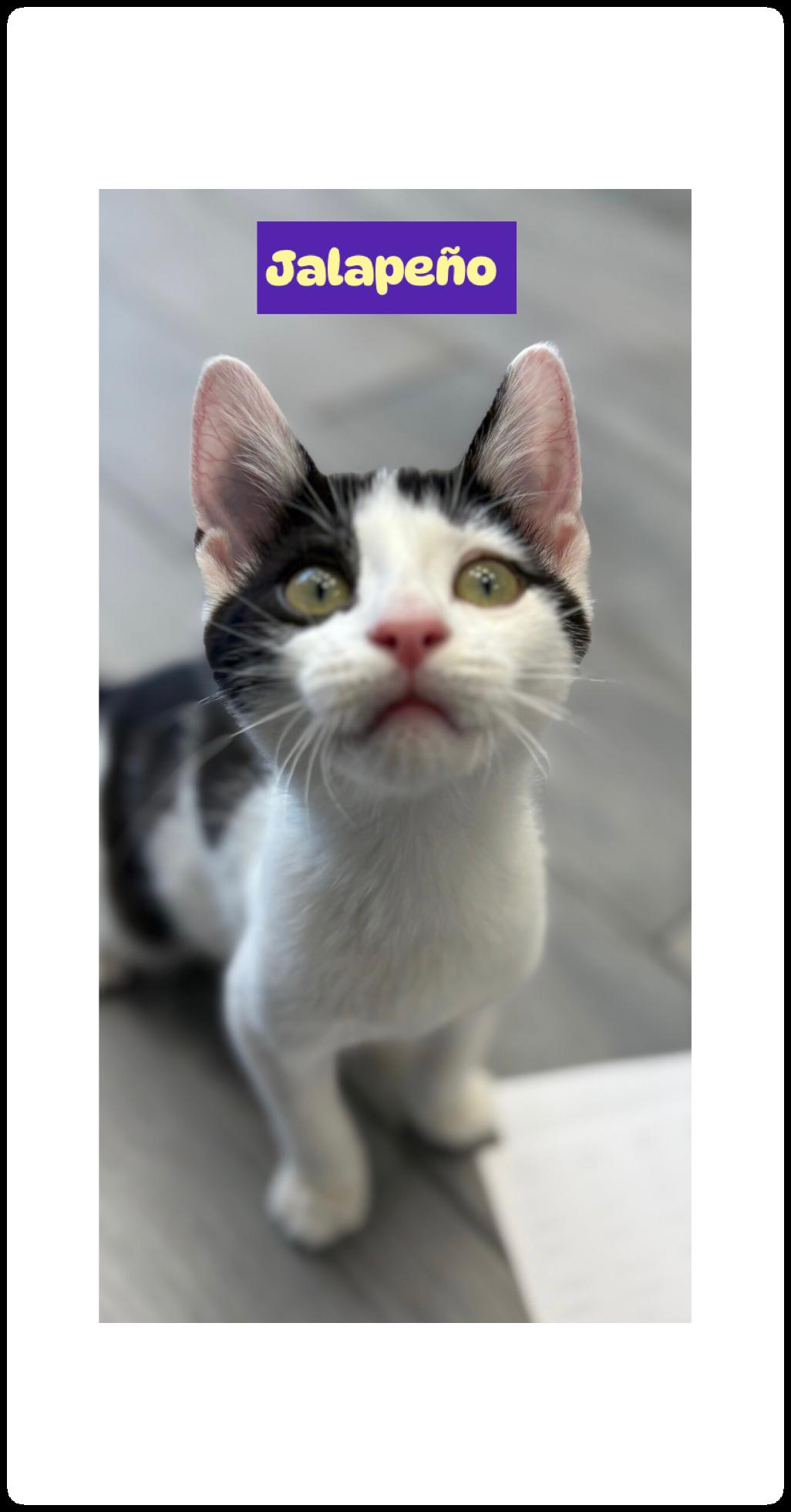 Enlarge Jalapeño (M) & Poblano (F), an adopted Domestic Short Hair in staten island, NY image 4/6