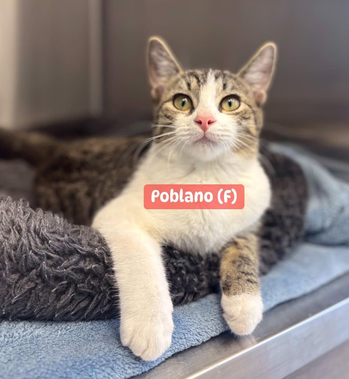 Enlarge Jalapeño (M) & Poblano (F), an adopted Domestic Short Hair in staten island, NY image 5/6