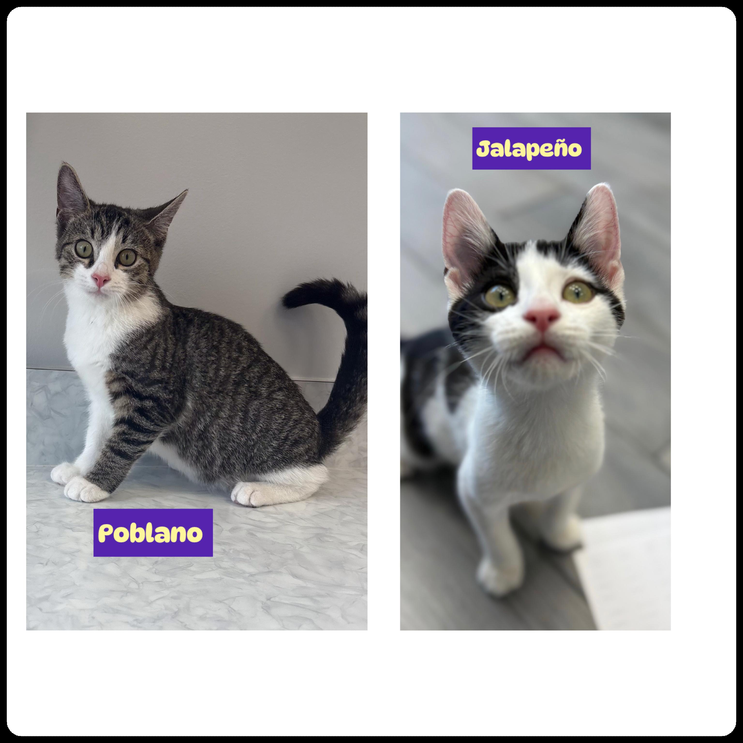 Jalapeño (M) & Poblano (F)