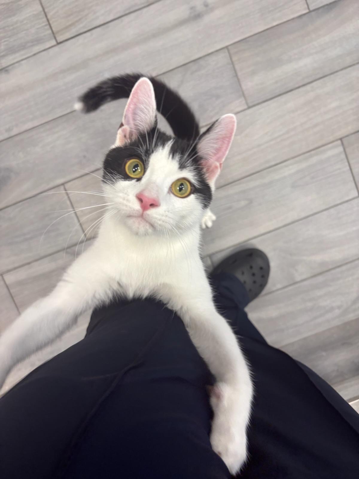 Enlarge Jalapeño (M) & Poblano (F), an adopted Domestic Short Hair in staten island, NY image 3/6