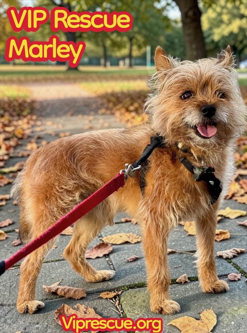 Marley / Holiday, Adoptable, Young Male Yorkshire Terrier & Pomeranian.