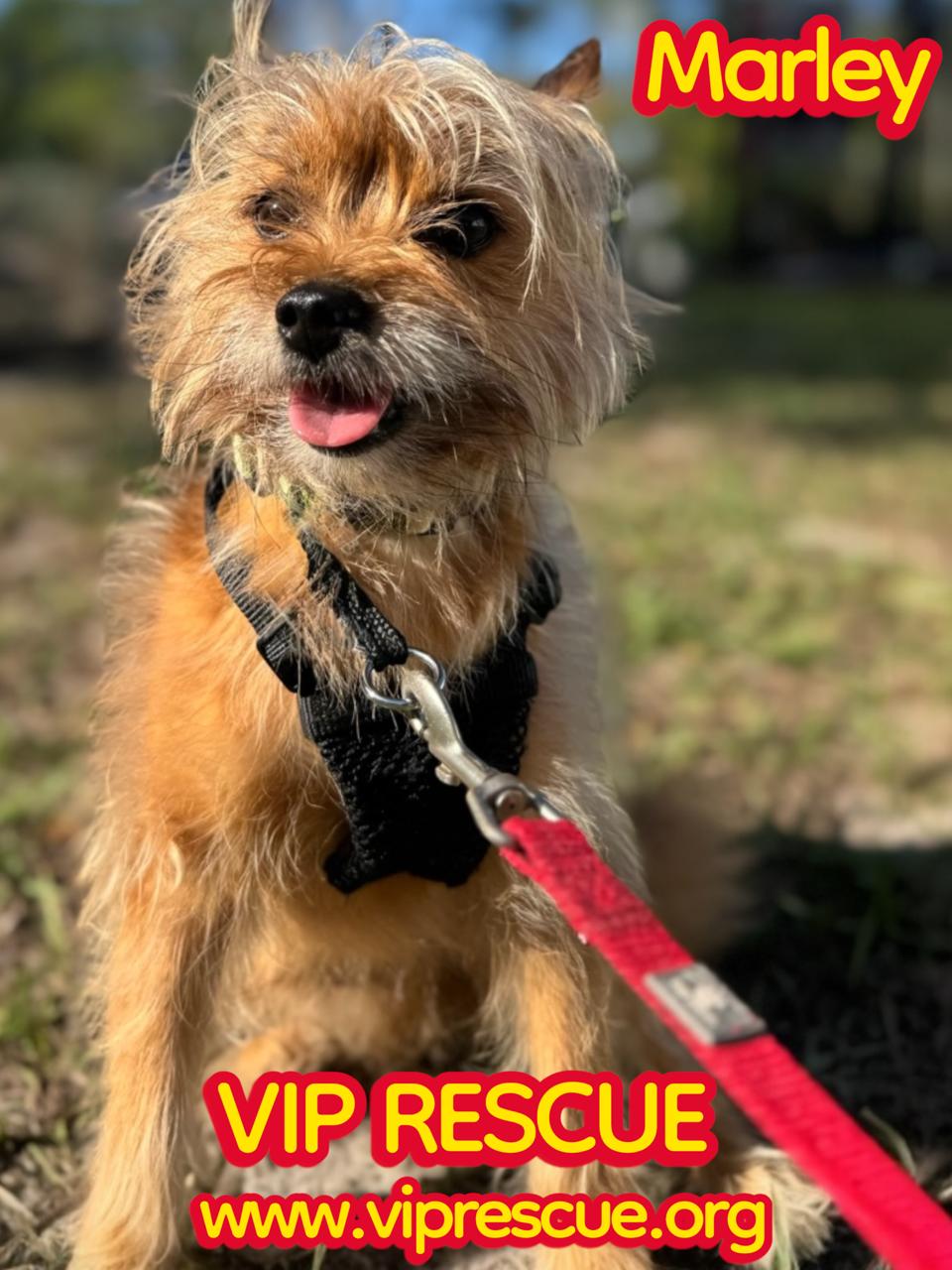 Marley / Holiday, a Adoptable mixed breed in Redington Beach, FL image 2/4