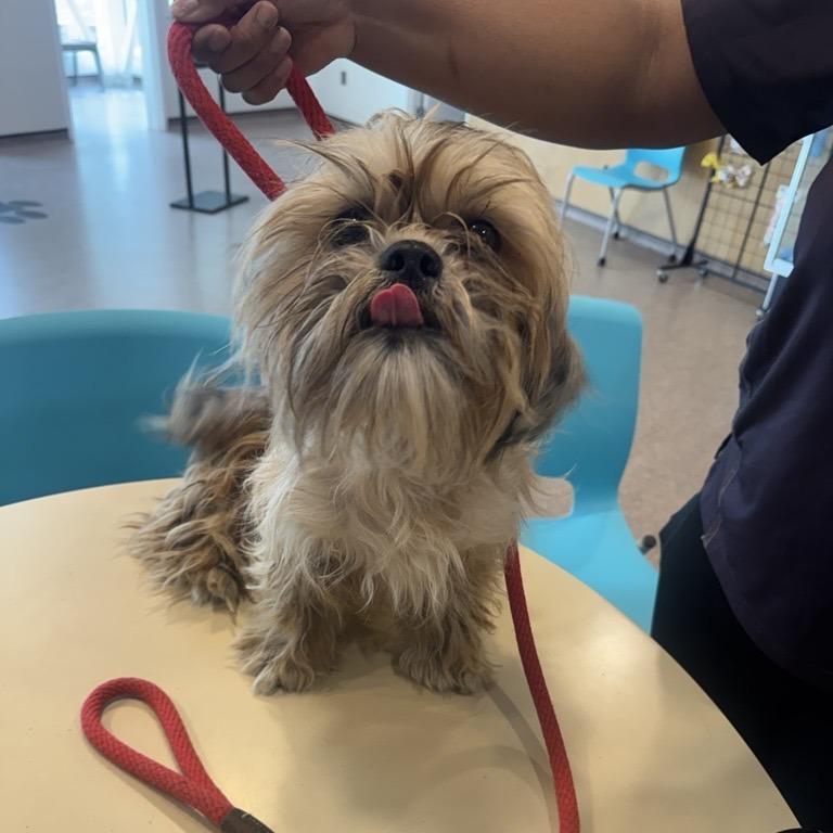Daisy Locks, Adoptable, Adult Female Maltese.