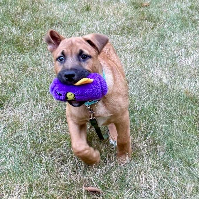 Gromit, Adoptable, Puppy Male German Shepherd Dog & Mixed Breed.