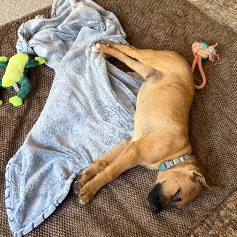 Enlarge Gromit, a Adoptable mixed breed in Tacoma, WA image 2/5