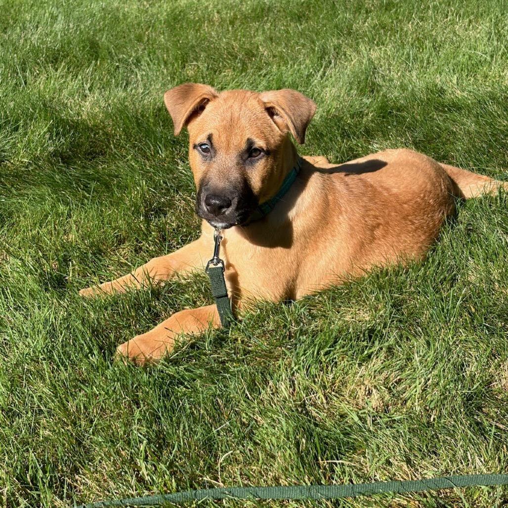 Enlarge Gromit, a Adoptable mixed breed in Tacoma, WA image 3/5
