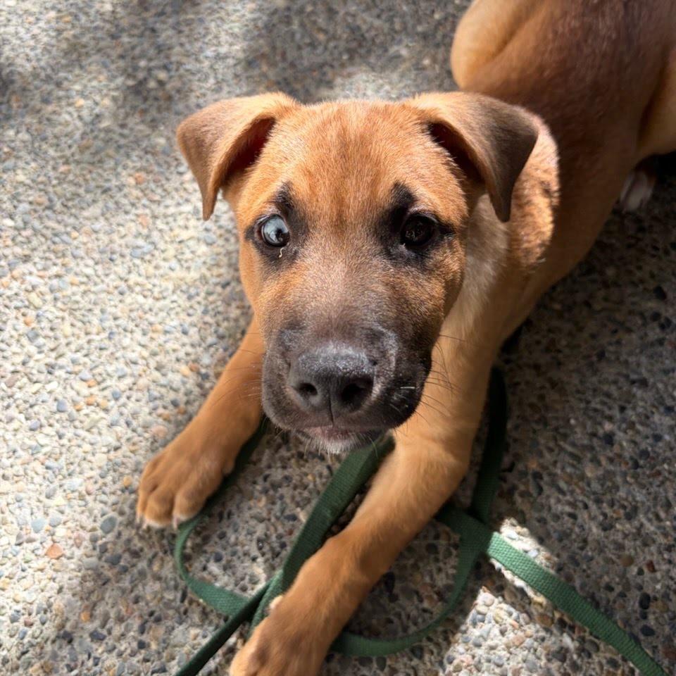Enlarge Gromit, a Adoptable mixed breed in Tacoma, WA image 4/5
