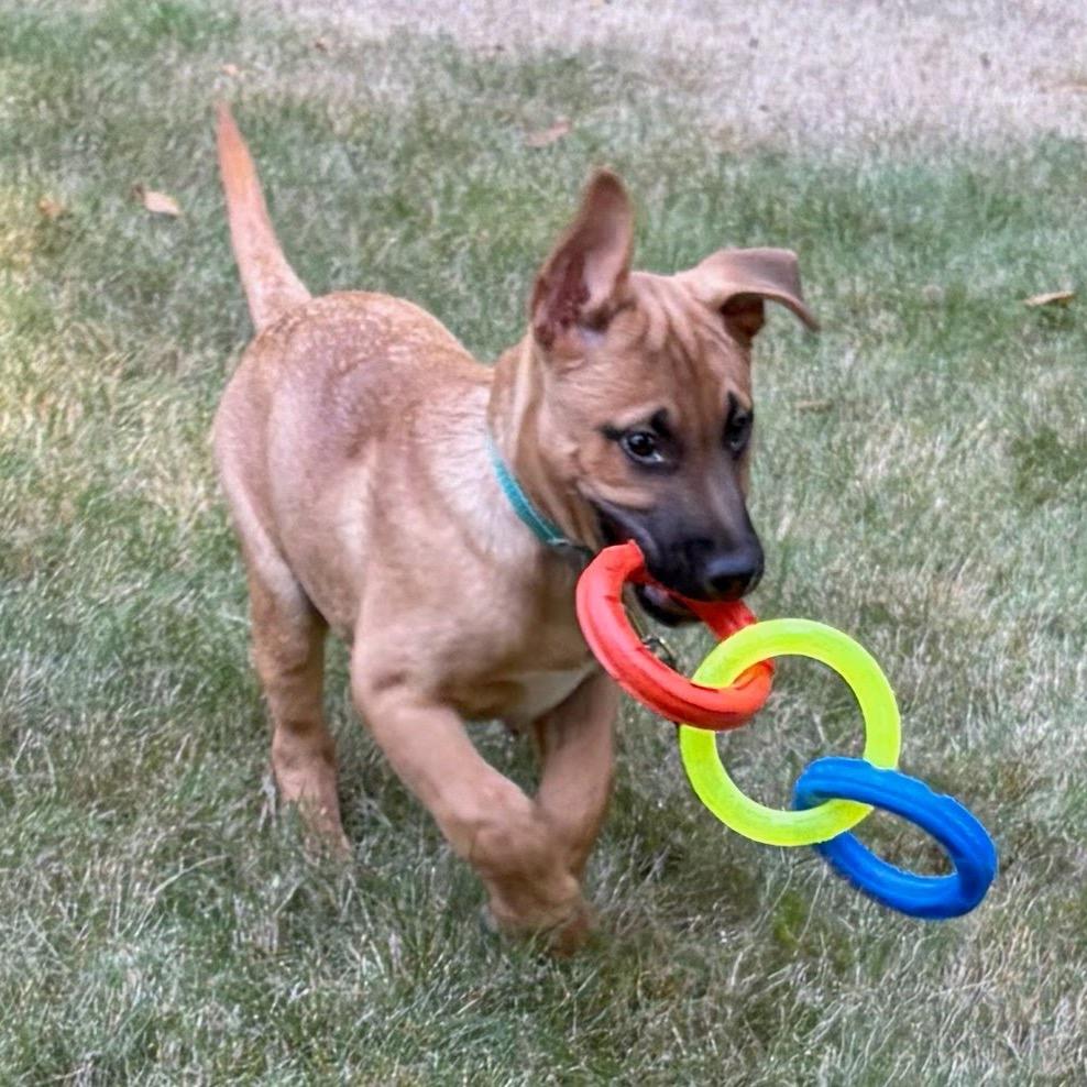 Enlarge Gromit, a Adoptable mixed breed in Tacoma, WA image 5/5