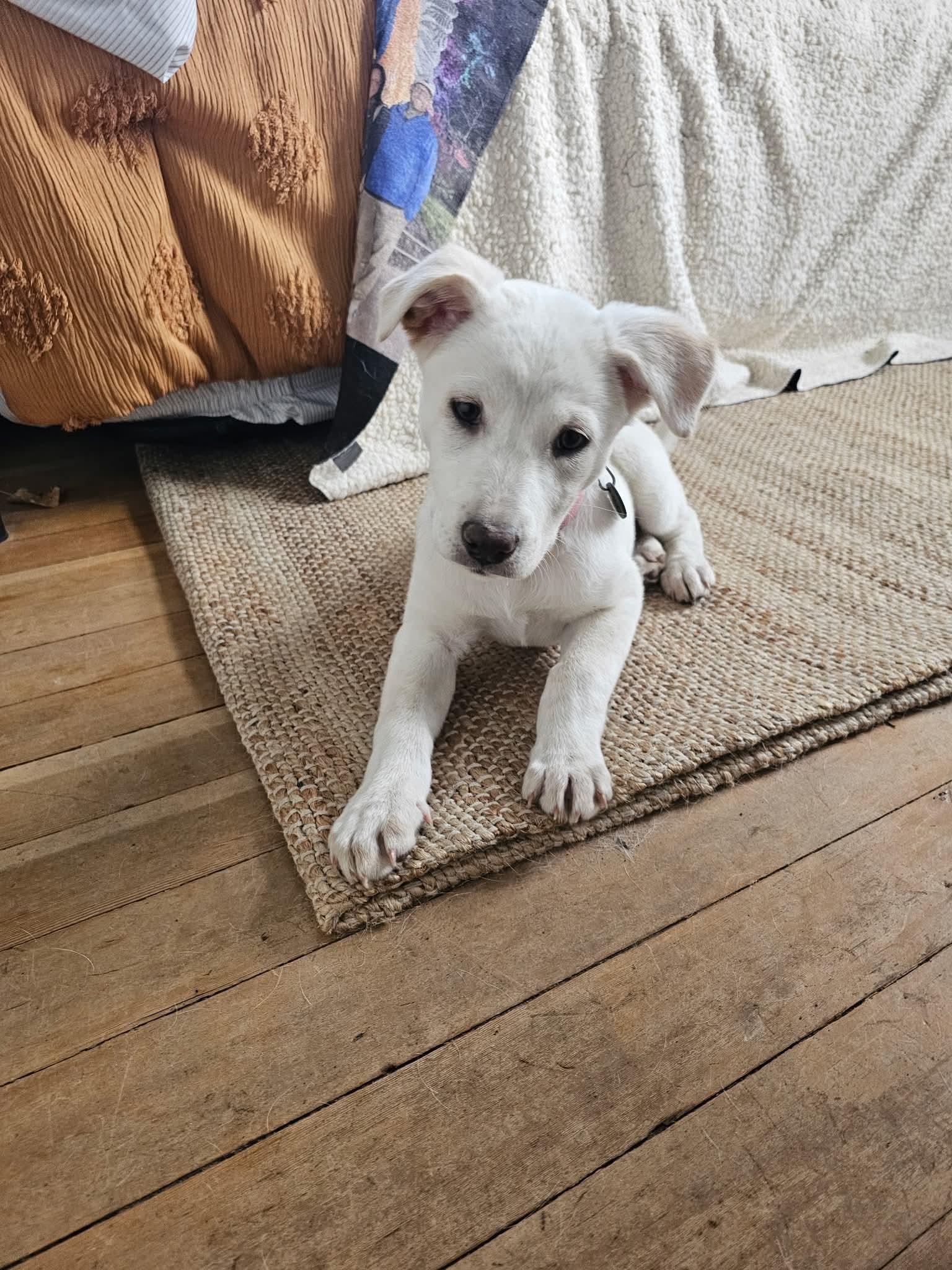 Fruitcake, ADOPTABLE, Puppy Female Great Pyrenees.
