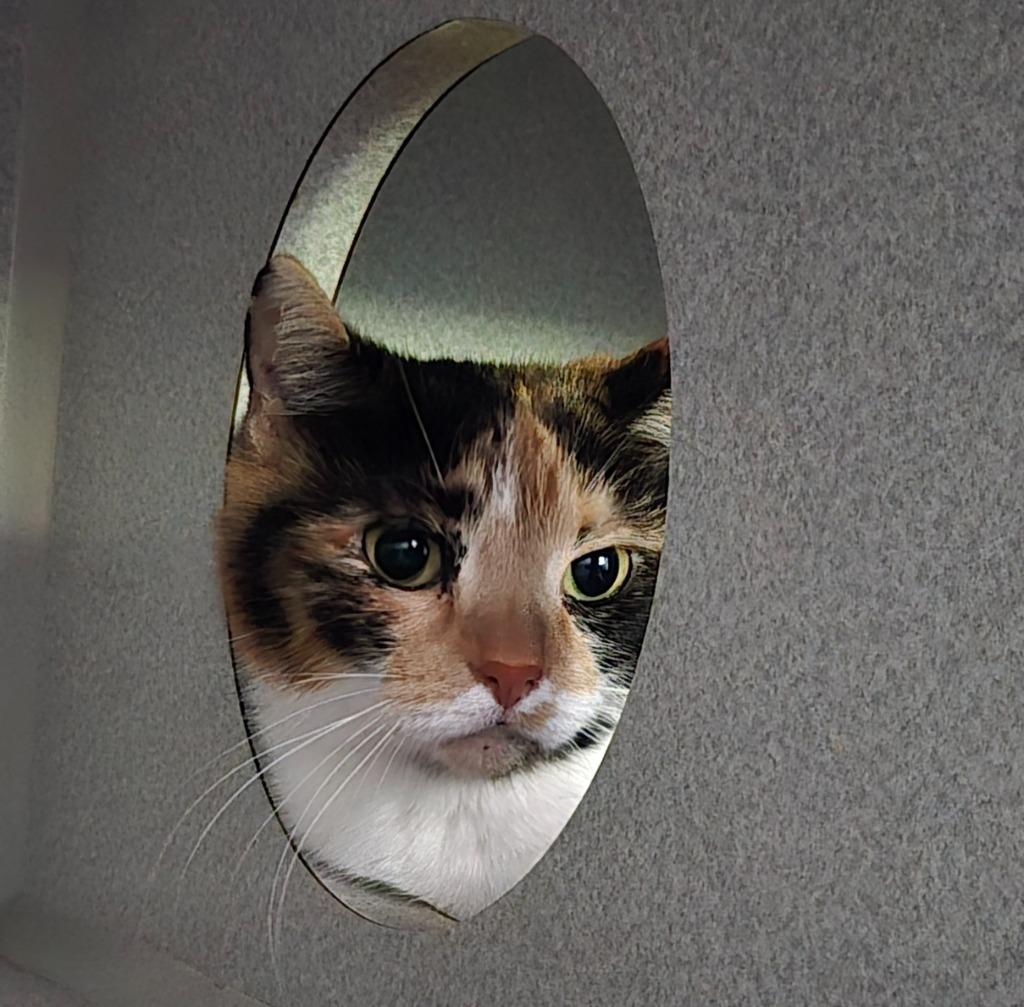 Enlarge Patches, a Adoptable mixed breed in Viroqua, WI image 1/1