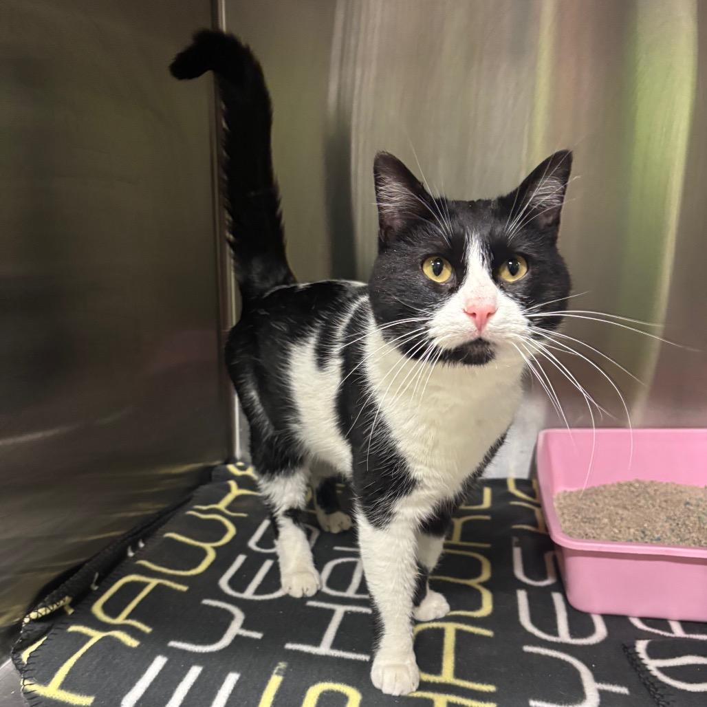 Domino, Adoptable, Adult Male Domestic Short Hair.