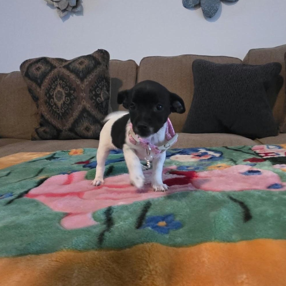 Enlarge Trixie, a Adopted mixed breed in Amenia, NY image 4/6