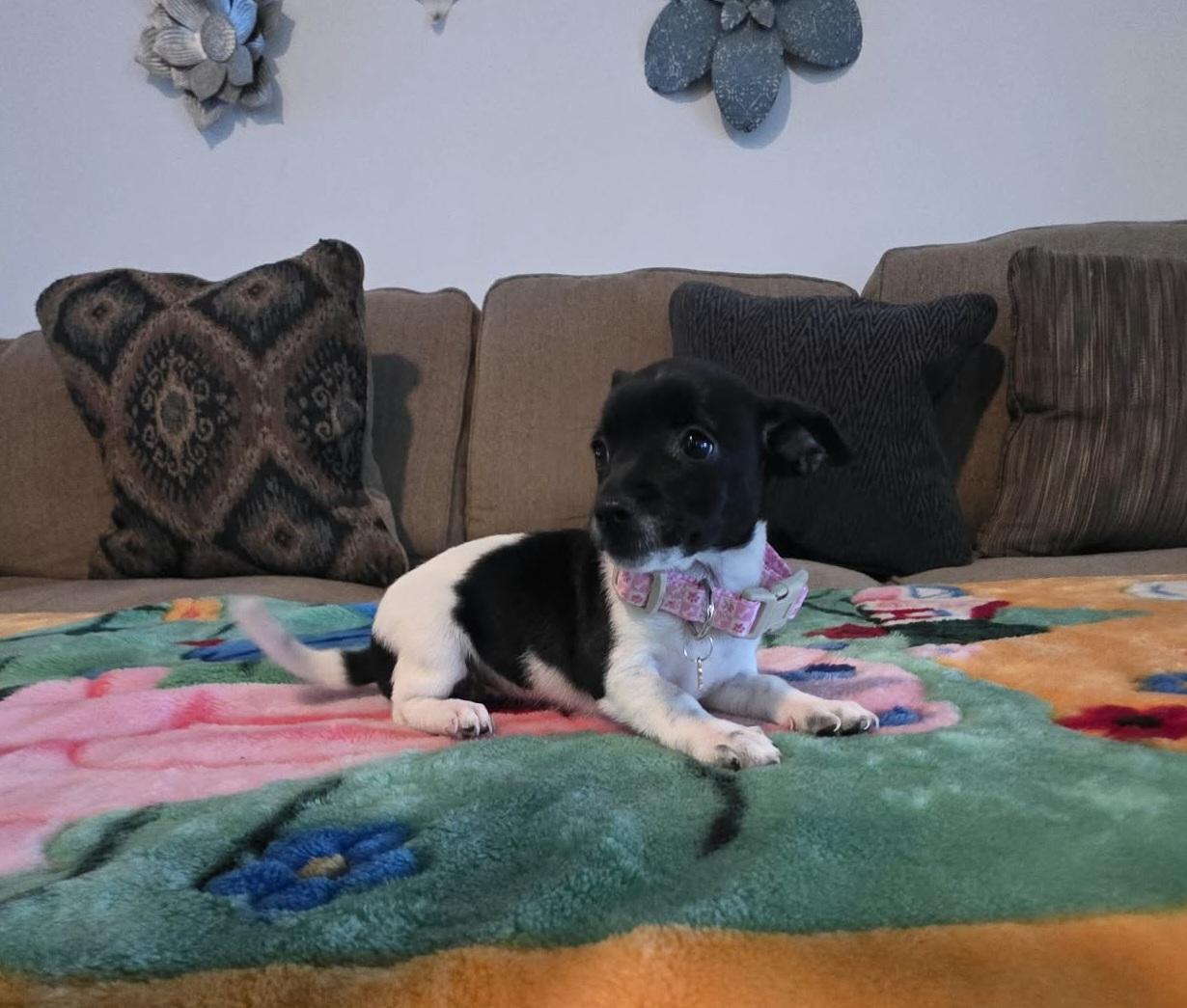Enlarge Trixie, a Adopted mixed breed in Amenia, NY image 5/6
