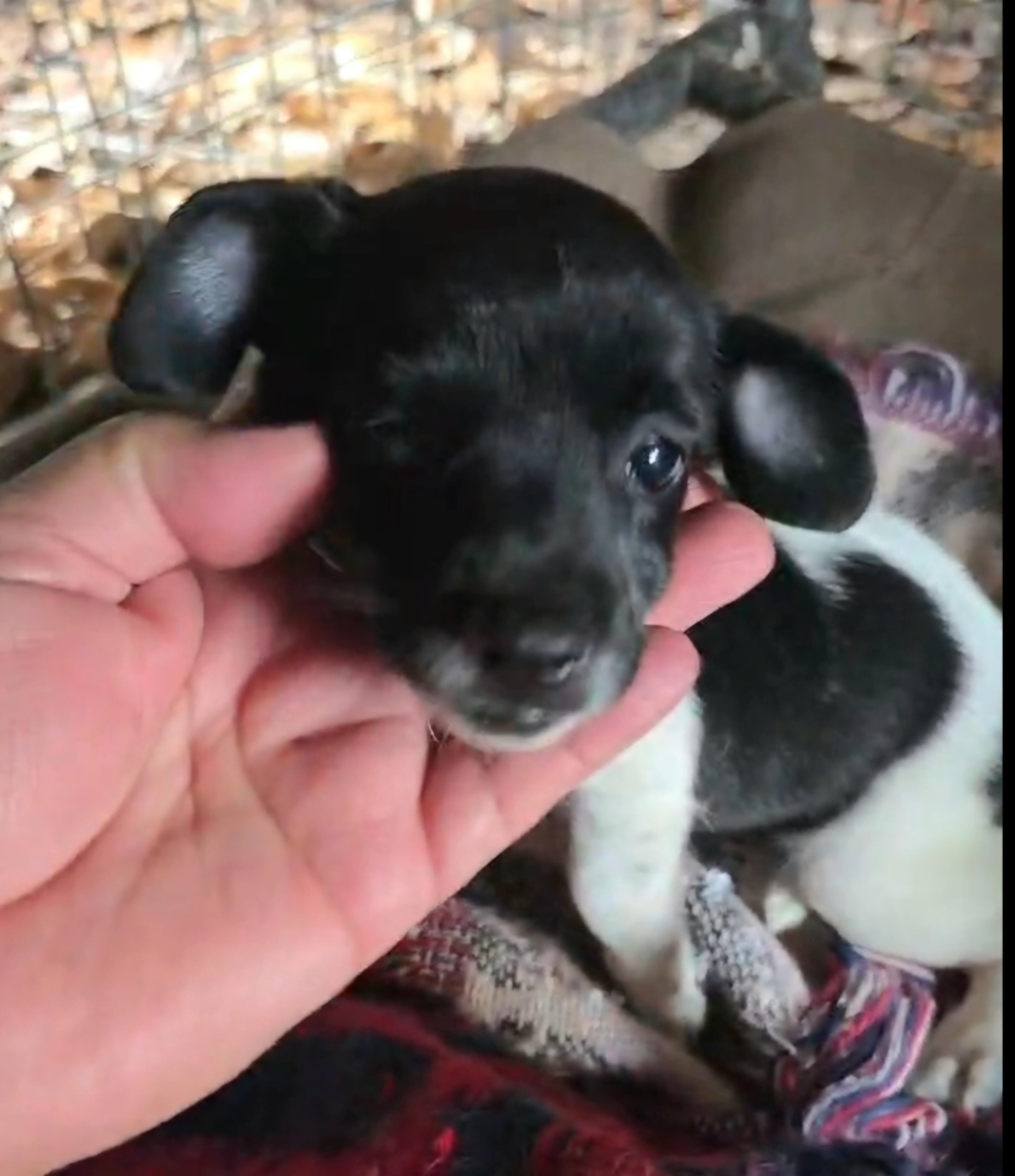 Enlarge Trixie, a Adopted mixed breed in Amenia, NY image 3/6