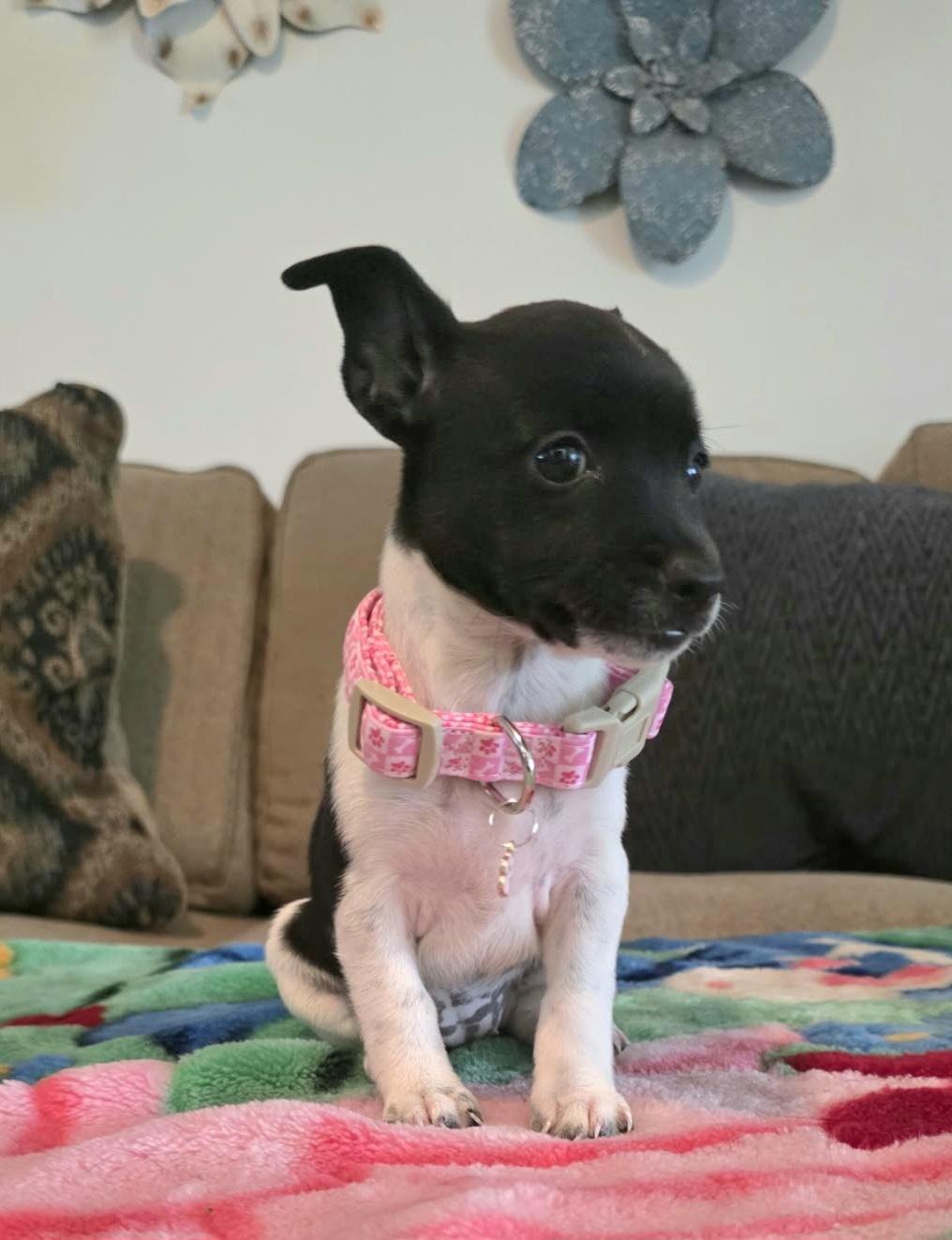 Enlarge Trixie, a Adopted mixed breed in Amenia, NY image 2/6