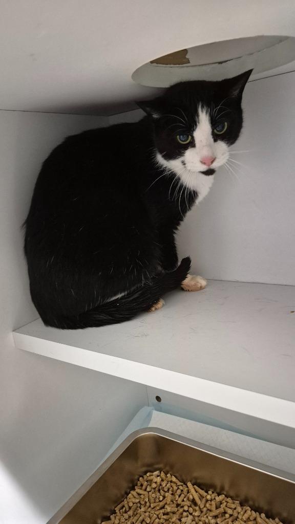 Tuffy, Adoptable, Senior Male Domestic Short Hair.