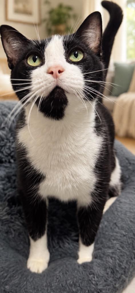 Enlarge Tuffy, a Adoptable Domestic Short Hair in East Ridge, TN image 3/5