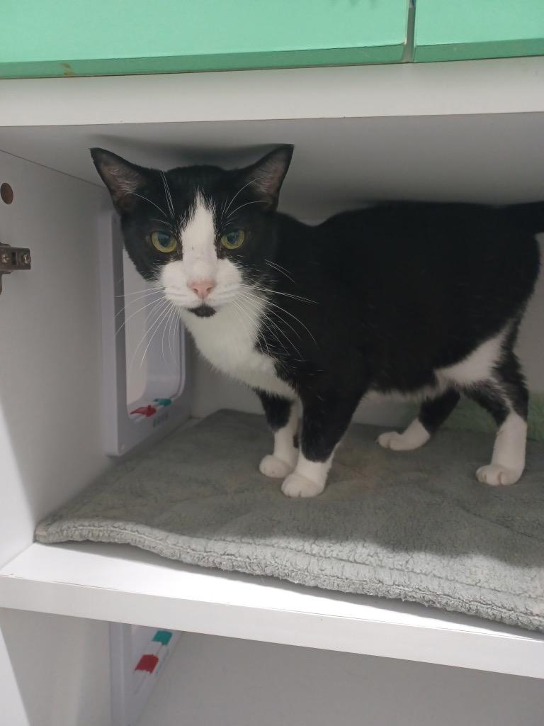 Tuffy, a Adoptable Domestic Short Hair in East Ridge, TN image 2/2