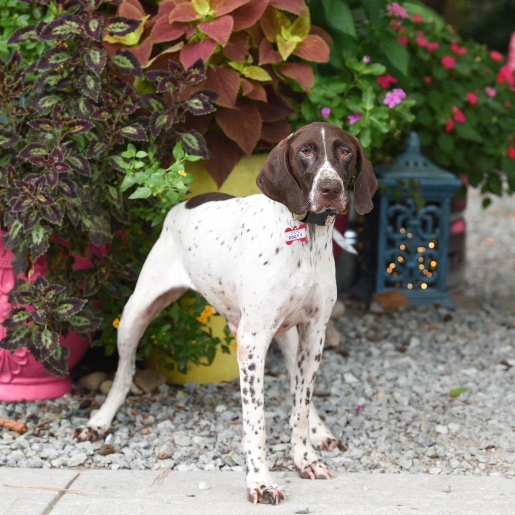 Enlarge Dolly P, a Adoptable German Shorthaired Pointer in Wake Forest, NC image 1/3
