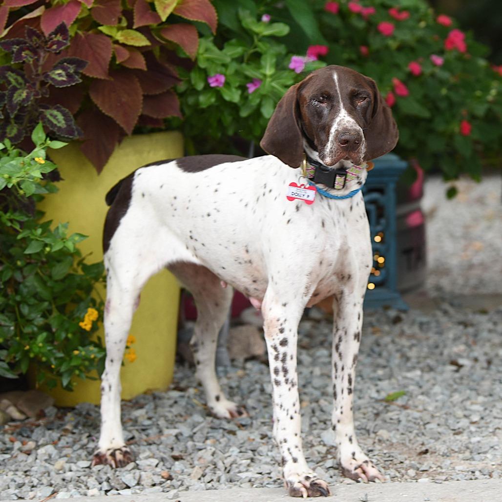 Enlarge Dolly P, a Adoptable German Shorthaired Pointer in Wake Forest, NC image 2/3