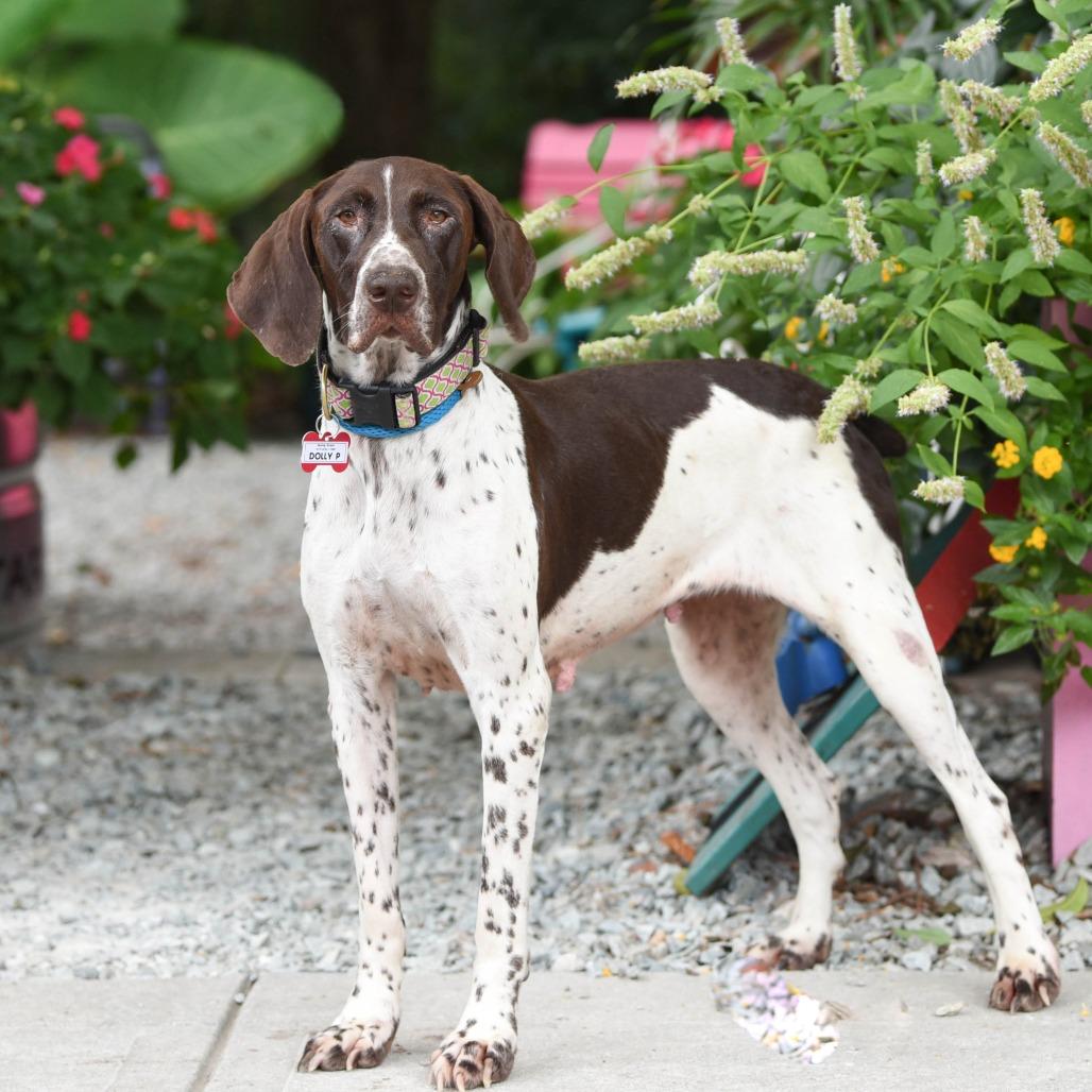Enlarge Dolly P, a Adoptable German Shorthaired Pointer in Wake Forest, NC image 3/3
